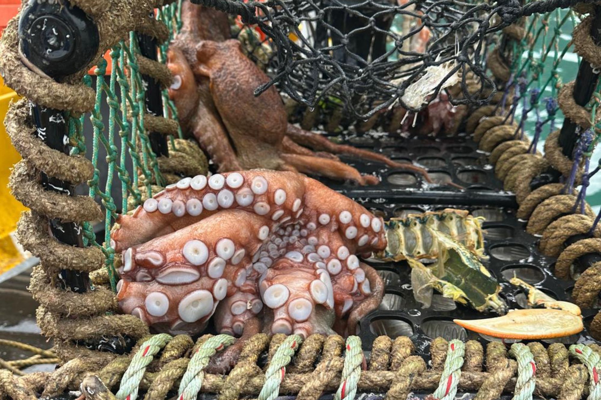 Octopus