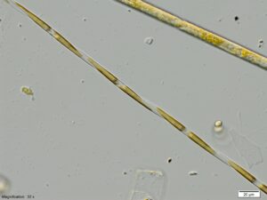 Pseudo nitzschia. Claire Widdicombe, Plymouth Marine Laboratory