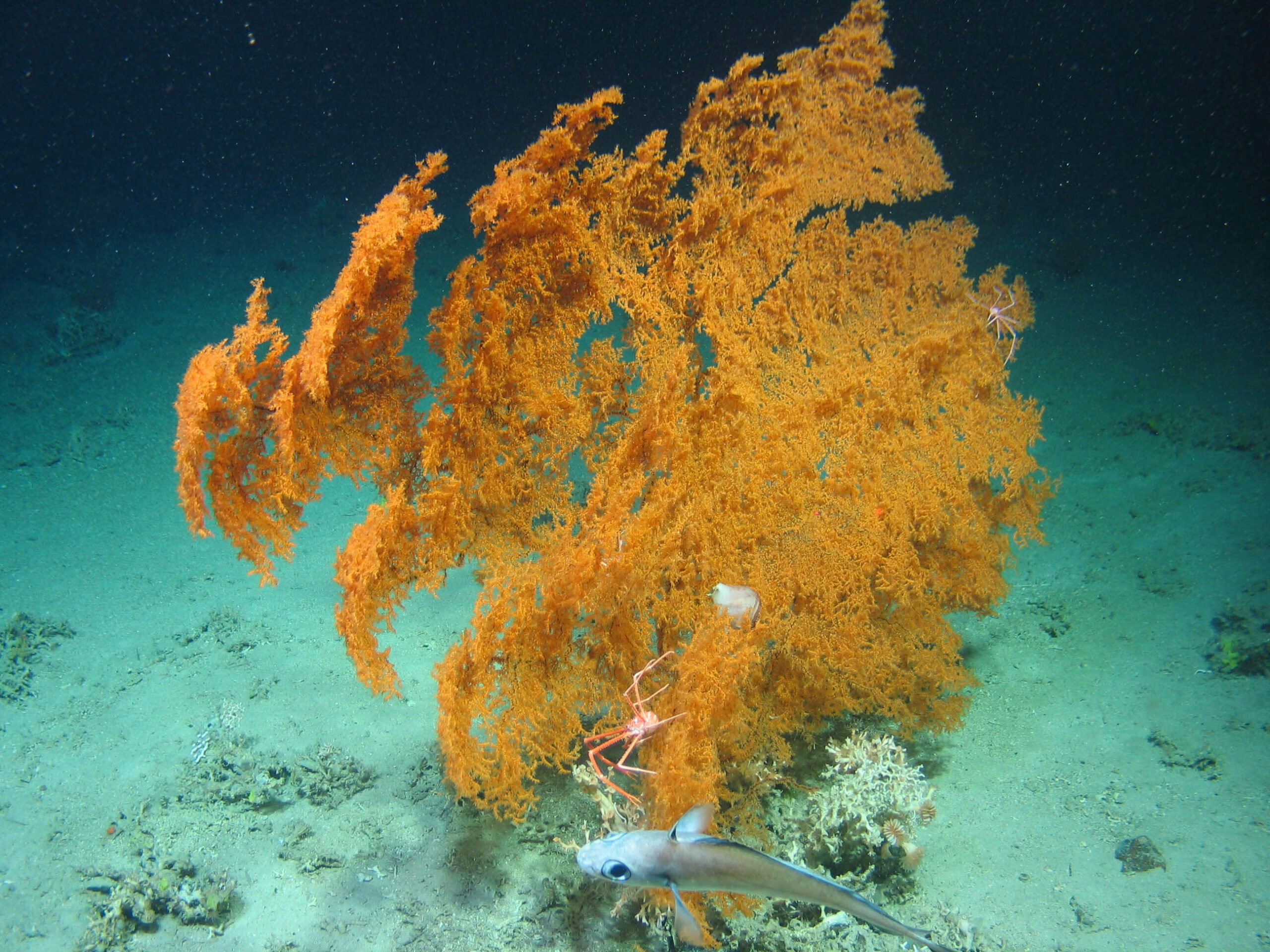 Seafan Image courtesy of Eurofleets 2 Marine Institute University of Plymouth