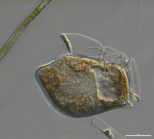 Dinophysis acuta. Claire Widdicombe, PML