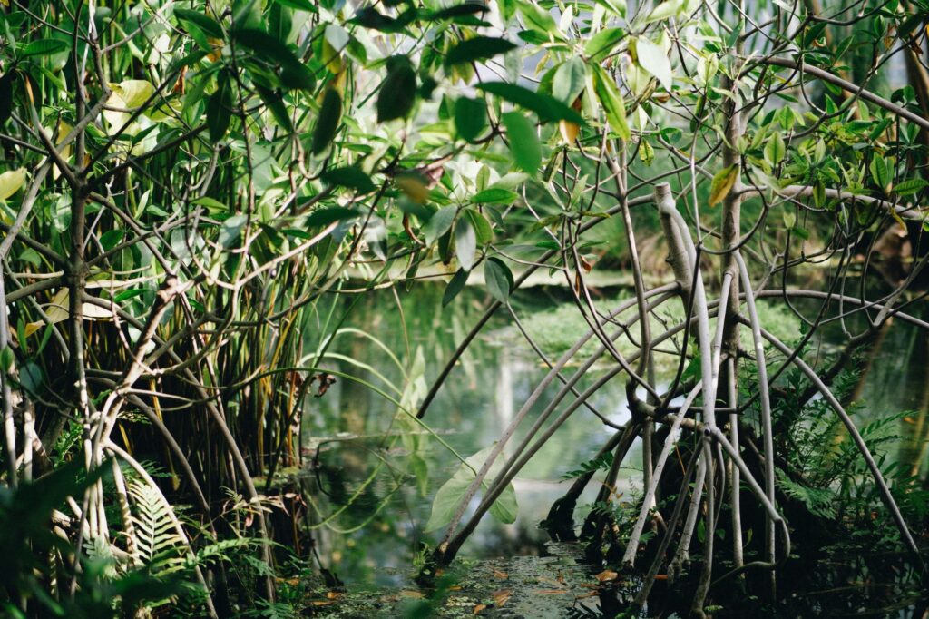 Mangroves with water