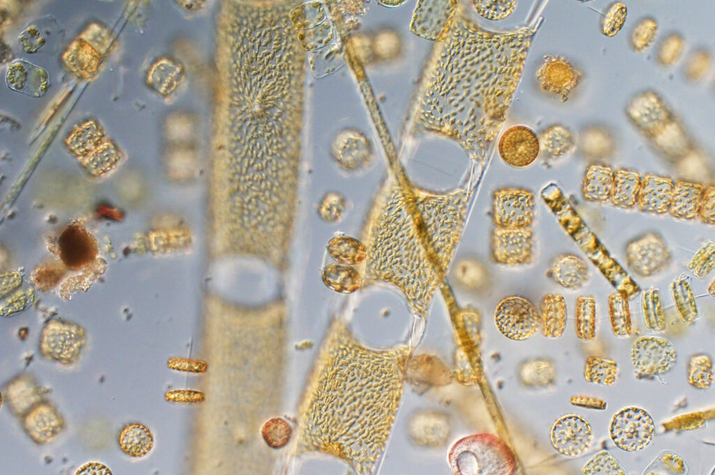 Plankton. Bryony Squires, Plymouth Marine Laboratory