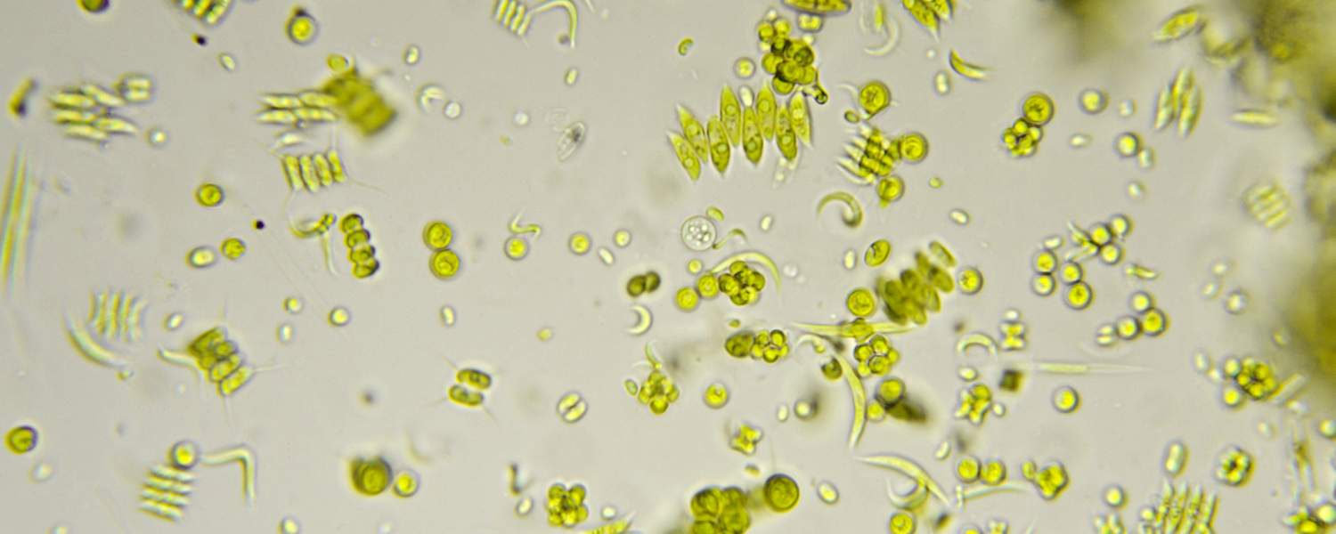 Phytoplankton biomass and diversity Climate Change Initiative (PHYTO-CCI)