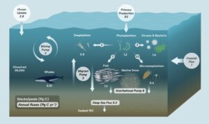 Open Ocean ecosystem roles in the carbon cycle. Sources: Bar-On et al. (2018), Boyd et al. (2019), Friedlingstein et al. (2023), Greenspoon et al. (2023), and Siegel et al. (2022).