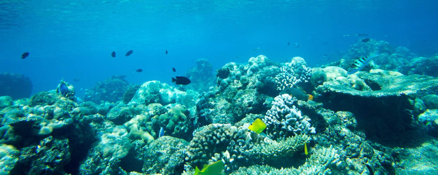 Tipping Points and Abrupt Changes in Marine Ecosystems​ (TIME)