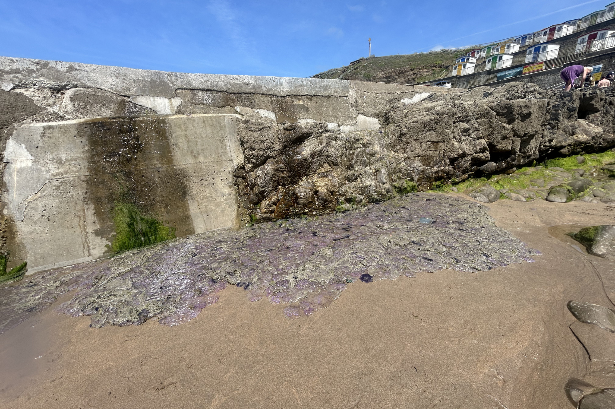 Image: A mound of jellyfish piled beside the Bude Sea Pool wall at Summerleaze Beach, Bude, Cornwall. The photo and video below were taken yesterday [2nd July 2026] by PML’s Ari Winfield “rather unexpectedly” on her lunchtime walk. The types of jellyfish in the mound included mostly Moon Jellyfish, but also some Blue Jellyfish and Mauve Stingers. 