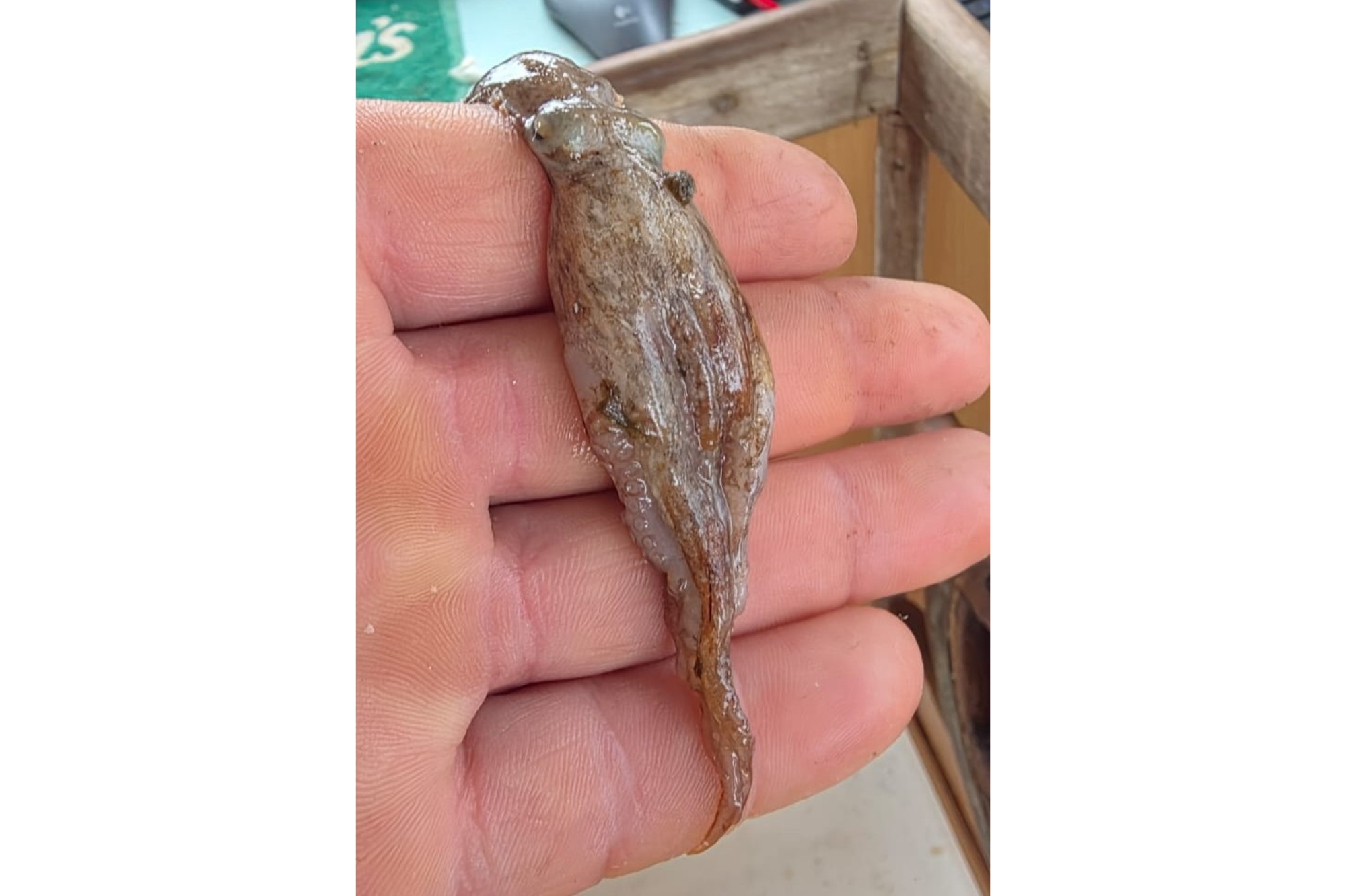 Image: A juvenile octopus caught in the Southwest – July 2025. Common octopus breeding in UK waters – previously very rare – was found to have been widespread in 2025, alongside reports of juvenile octopus in catches. Image credit: South Devon and Channel Shellfishermen Ltd.
