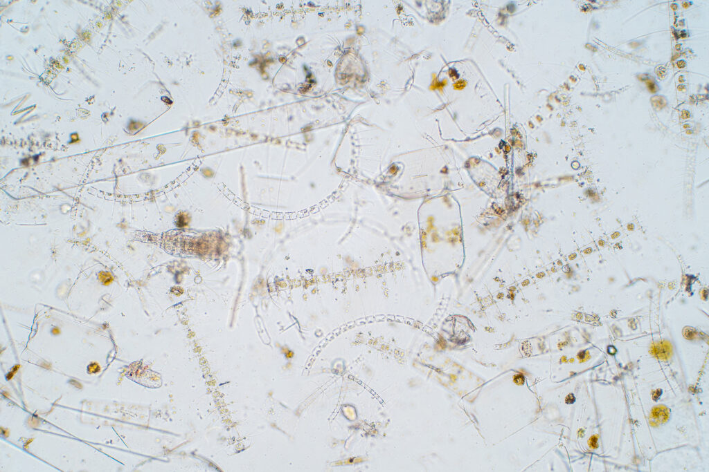 Mixed plankton