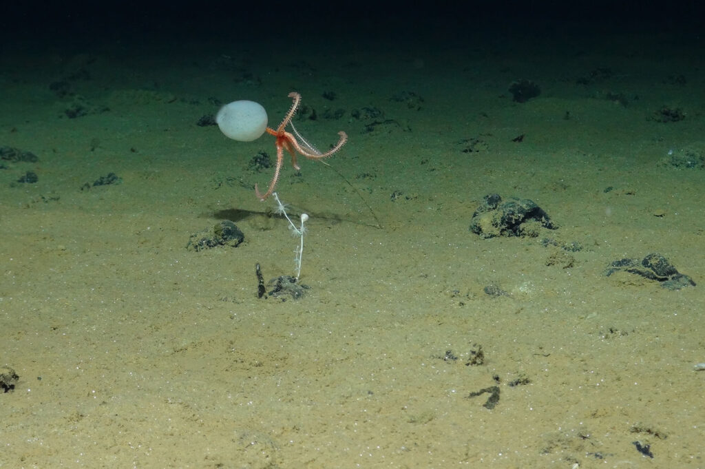 Clarion Clipperton Zone (CCZ) courtesy of the National Oceanography Centre and the Trustees of the Natural History Museum, with acknowledgement to the NERC SMARTEX project