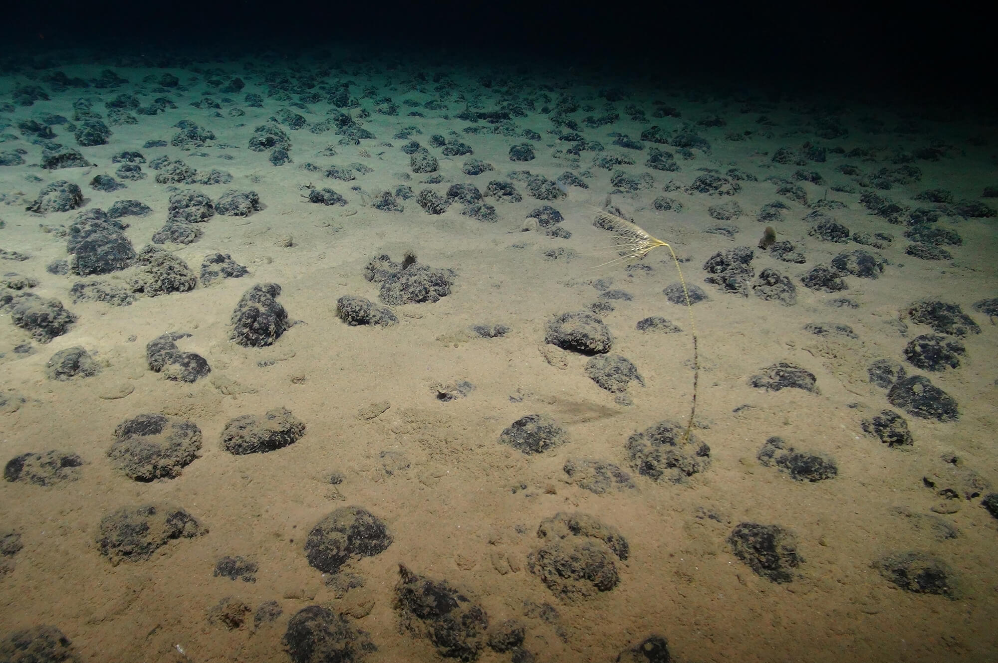 Clarion Clipperton Zone (CCZ) courtesy of the National Oceanography Centre and the Trustees of the Natural History Museum, with acknowledgement to the NERC SMARTEX project