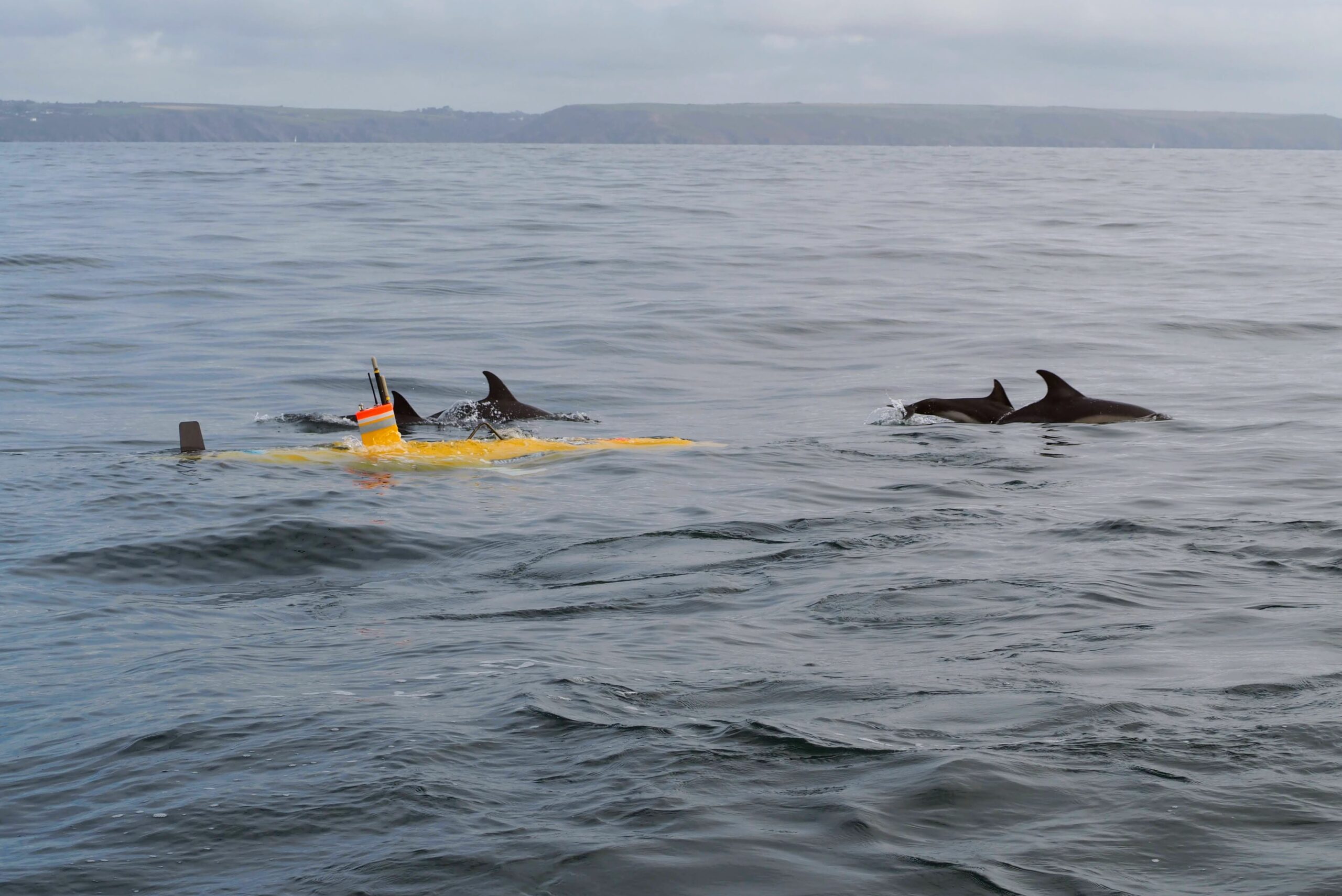 Pod of common dolphins swims alongside the ALR1500 vessel. Peter Miller | Plymouth Marine Laboratory