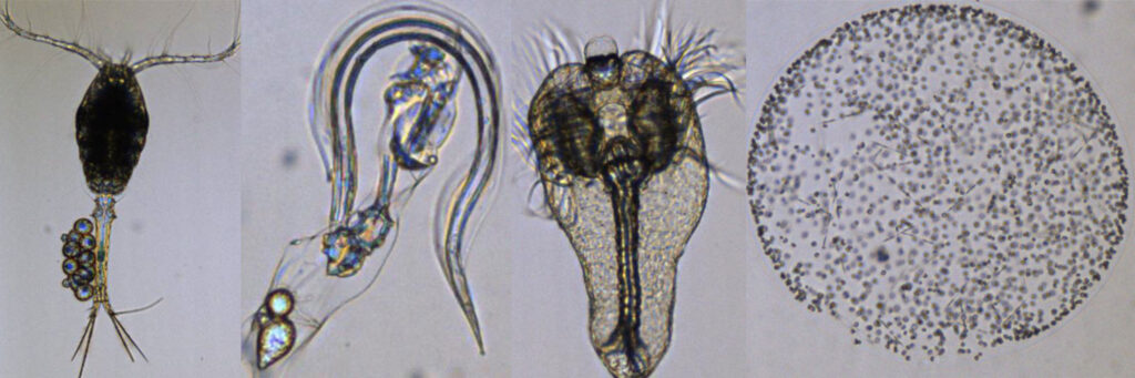 Four microscope images of Plankton