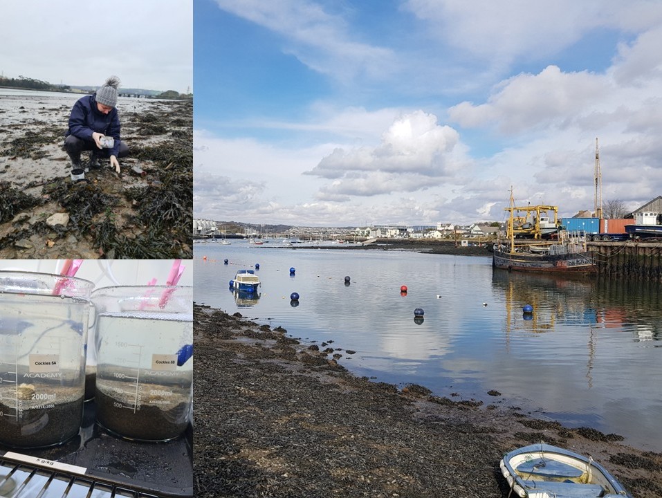Three images showing a harbour someone collecting cockles and then cockles in beakers with sediment